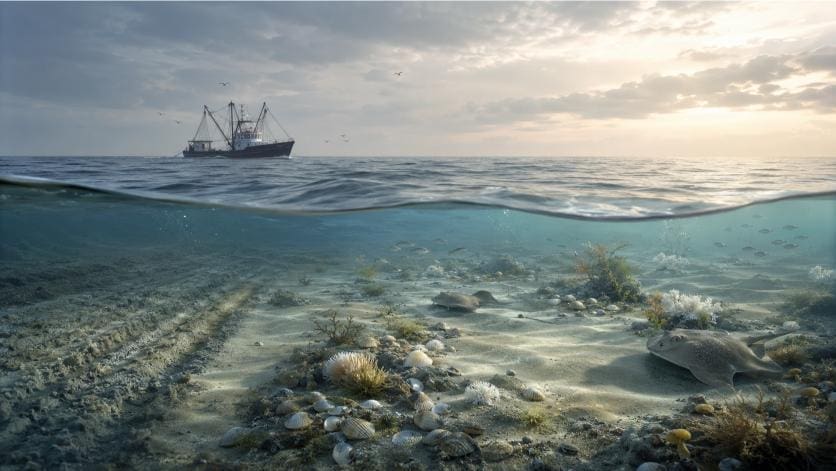 Dutch Court Tests Dogger Bank Protection