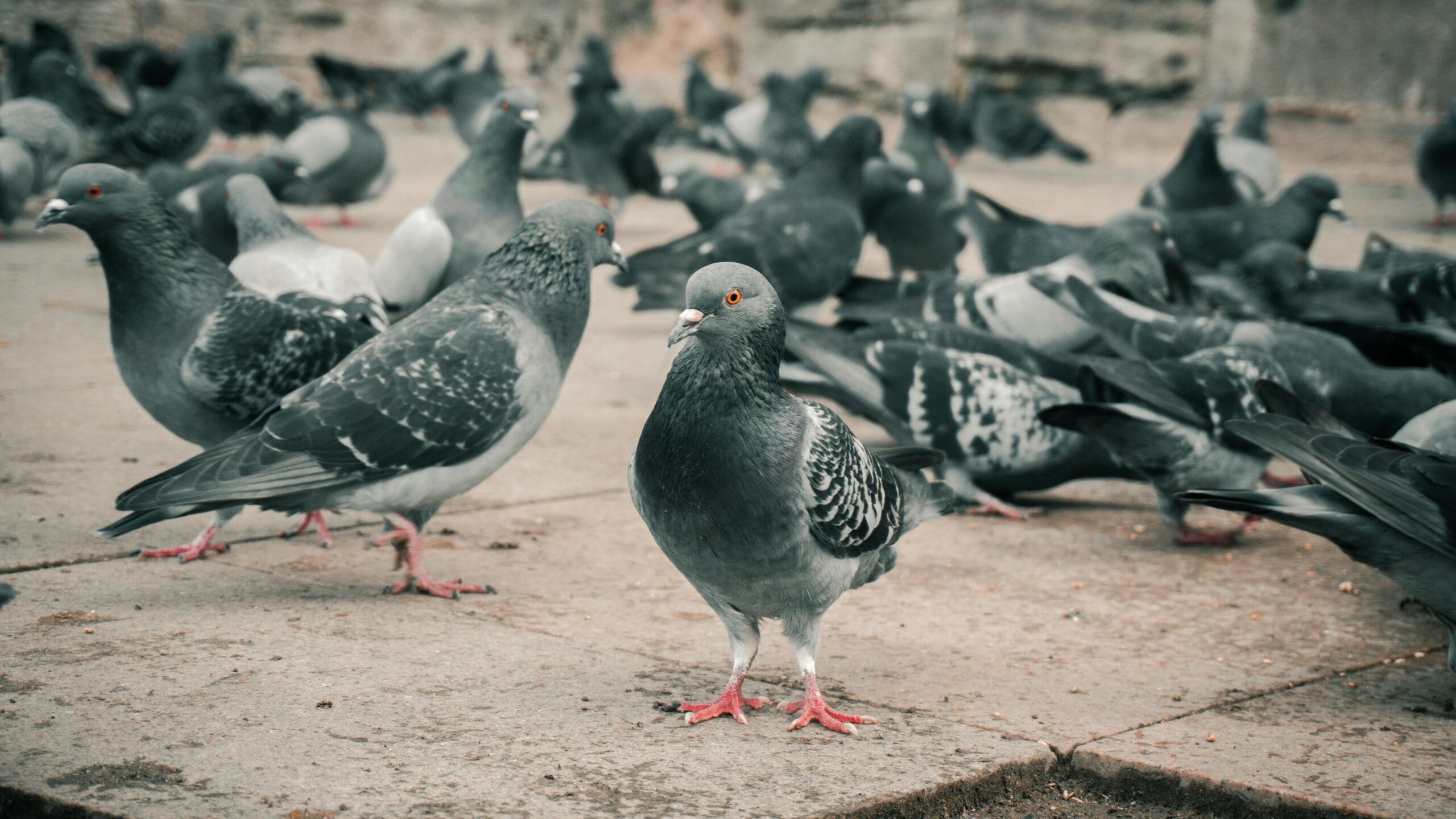 Pigeons
