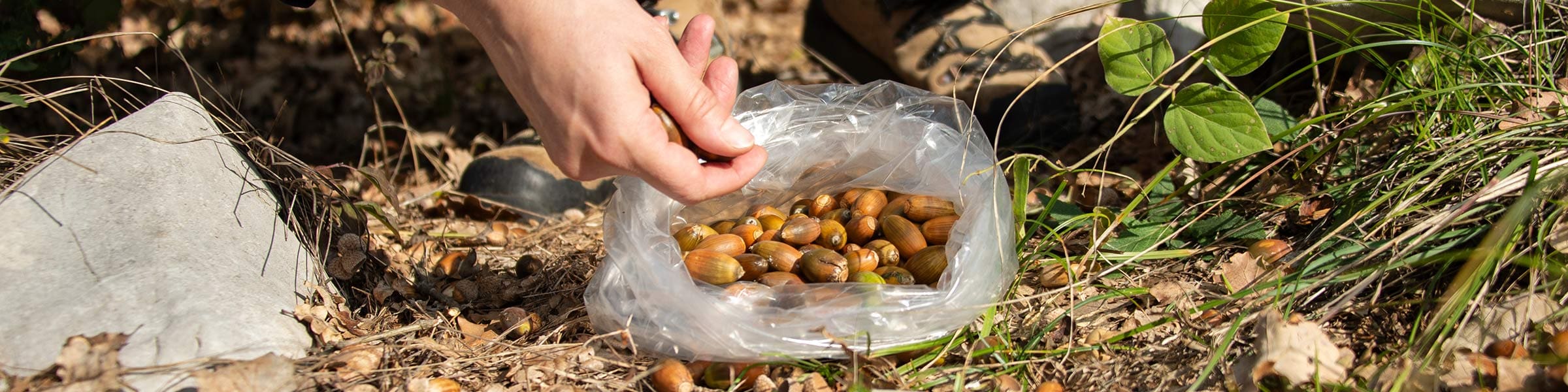 The hidden biodiversity battle to save Europe’s forests