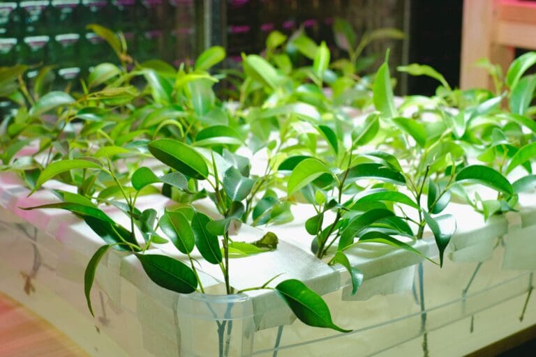Chinese company has invented a “smart pot” in which plants grow directly in the air