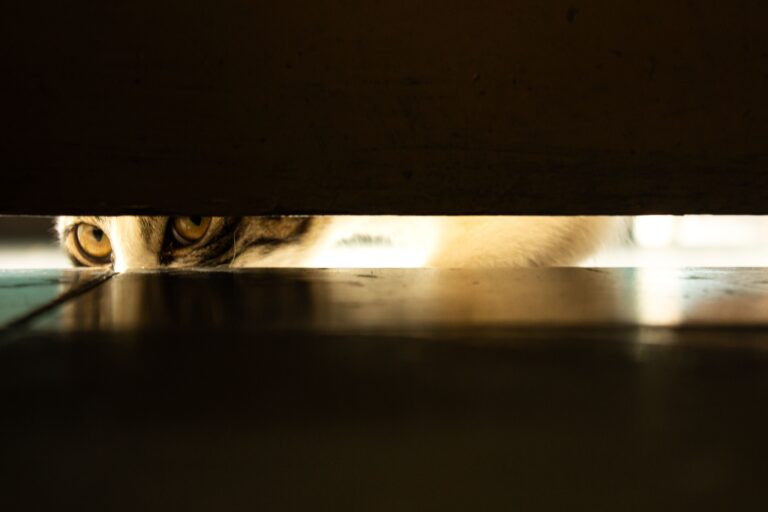 The CIA‘s Spy Cat: The Most Expensive Fail of the Cold War