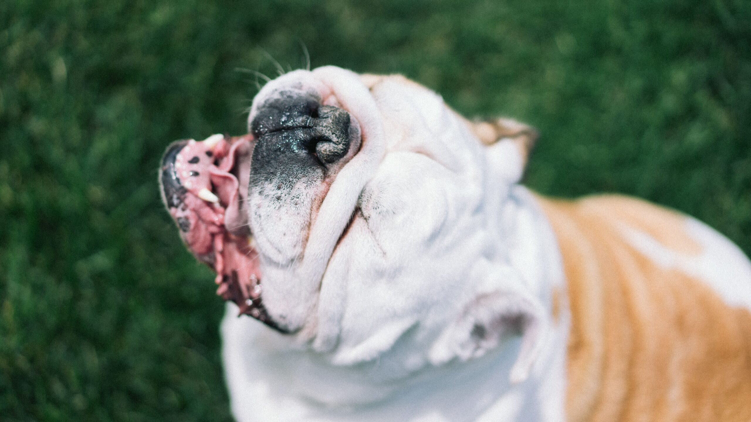 Dogs recognize smiling faces