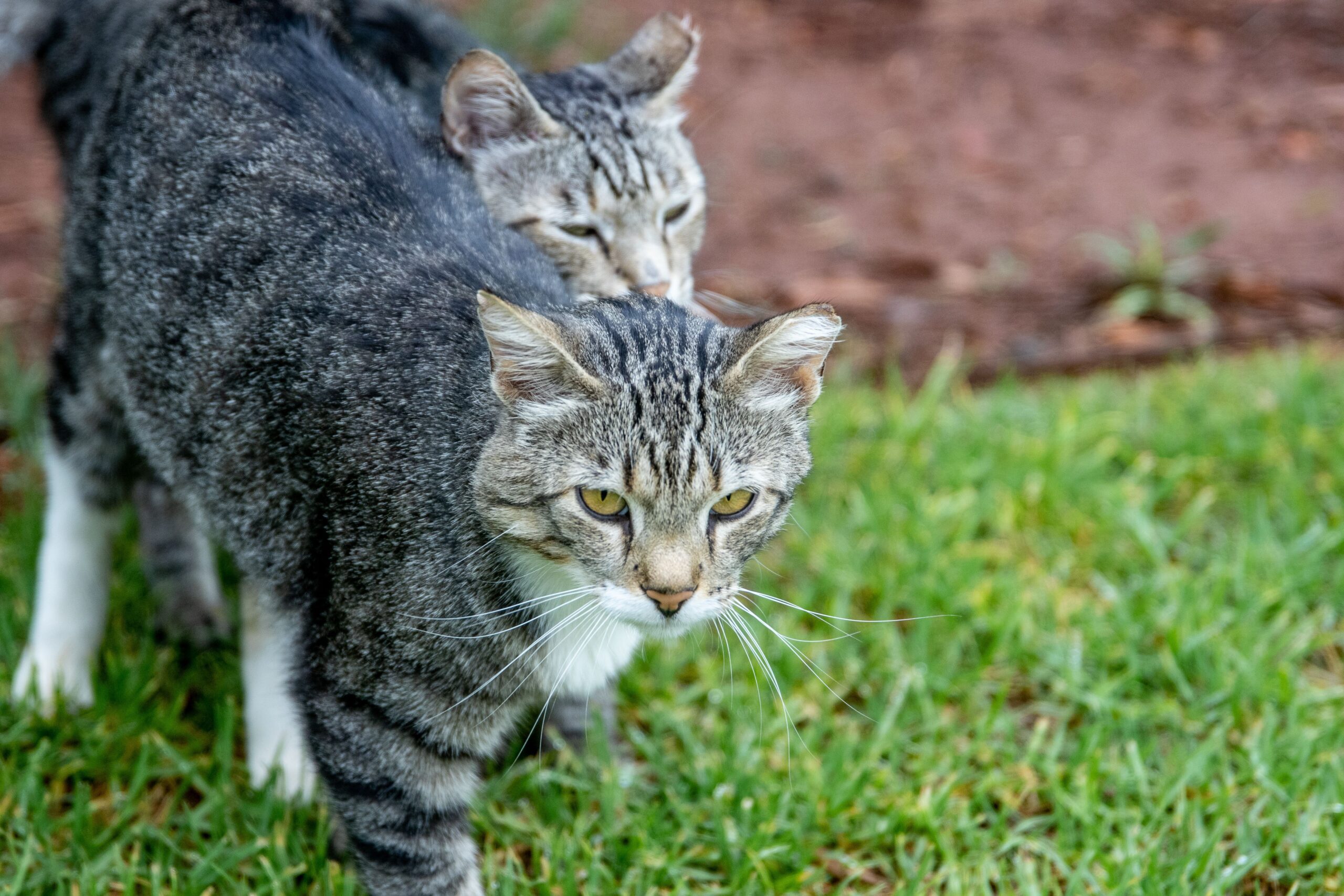 France introduces fines of up to €1,500 for pet shops selling dogs and cats