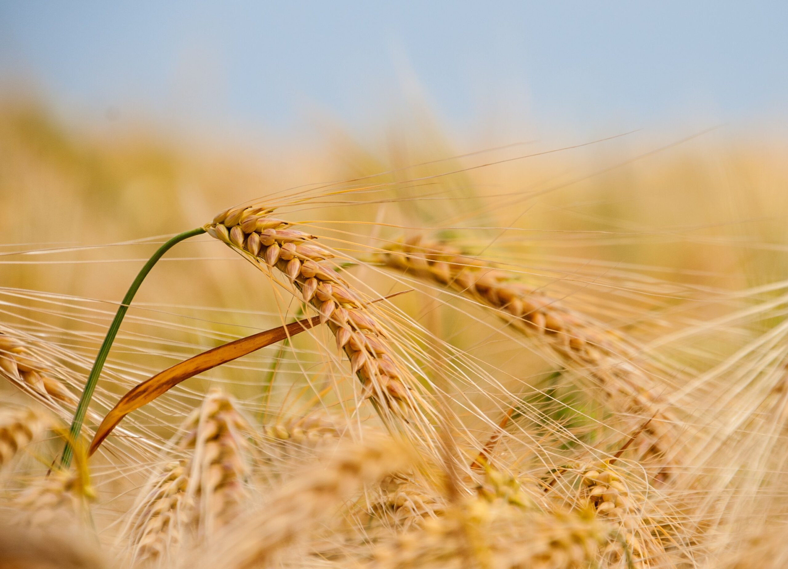 Grain and legume stocks in Ukraine increased by over 3 million tons