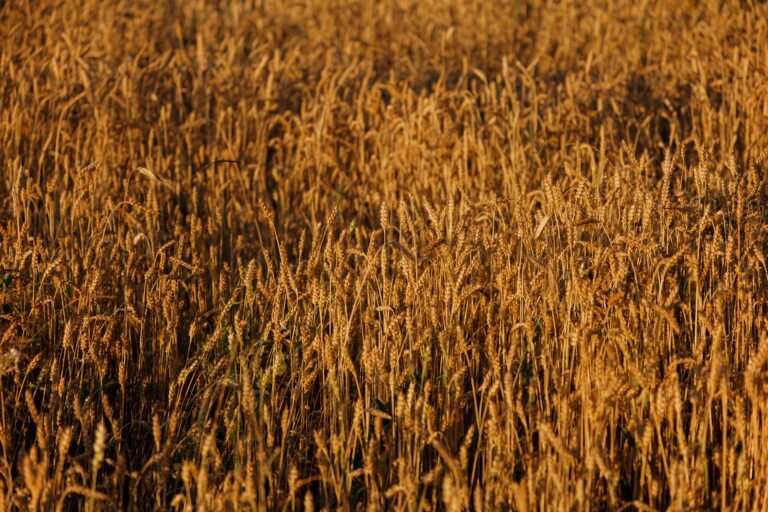 The threshold of profitability of wheat in Ukraine