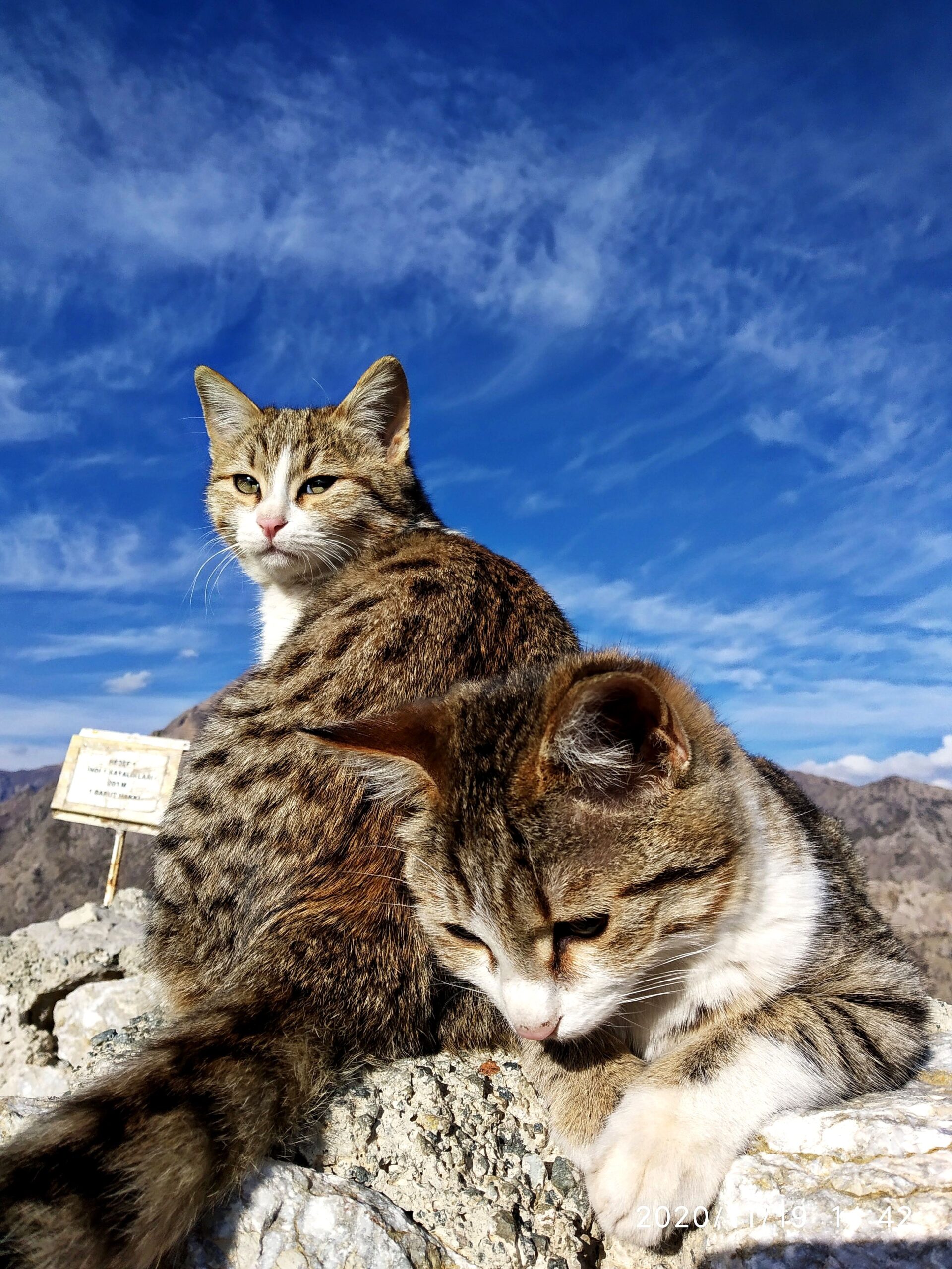 You can travel with up to five pets in Europe